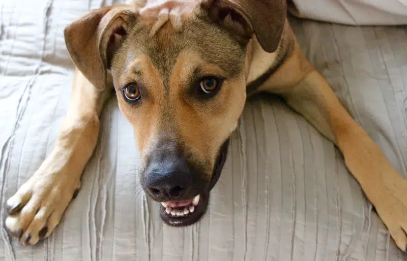 Rhodesian German Mix: Info, Pictures, Care Guide & Traits