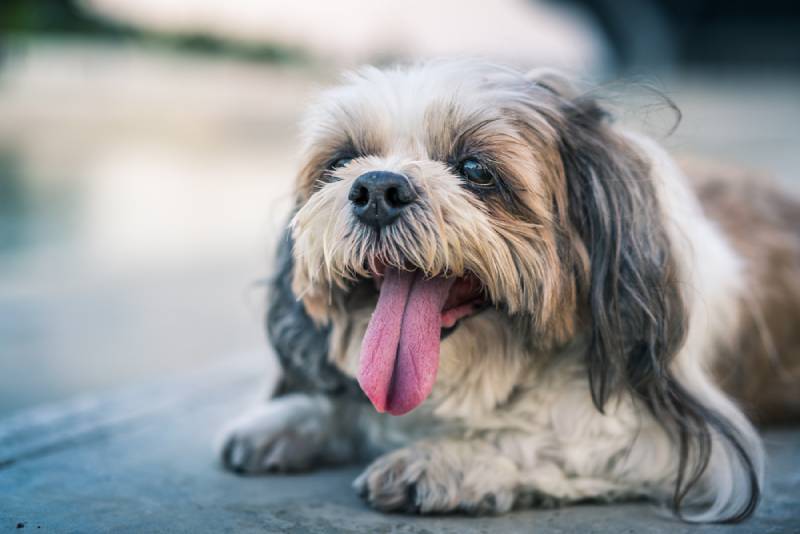 10 Reasons Why Your Shih Tzu Is Panting So Much: Vet Reviewed Causes