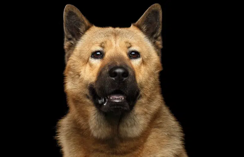 Akita Chow Mix: Info, Pictures, Temperament & More