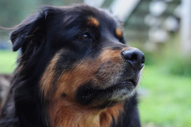 Chow Chow Rottweiler Mix Breed: Info, Pictures, Temperament & More