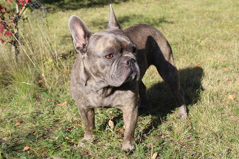 How to Train a French Bulldog: Crate Training & Obedience Tips