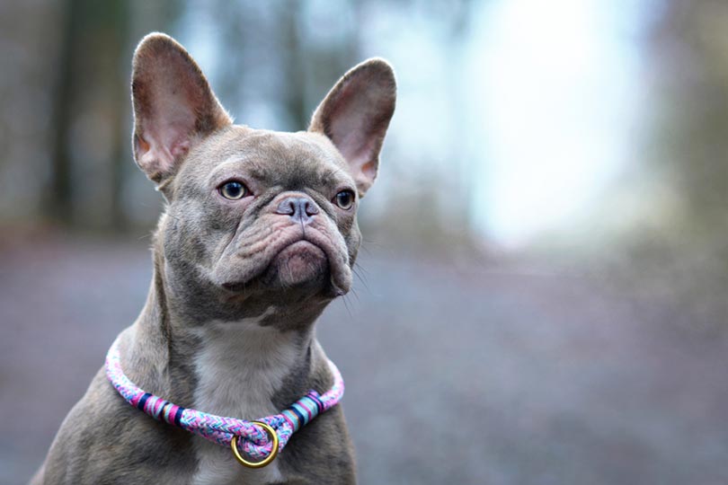 Lilac French Bulldog (Isabella Frenchie) - Info, Pictures, Origin & History