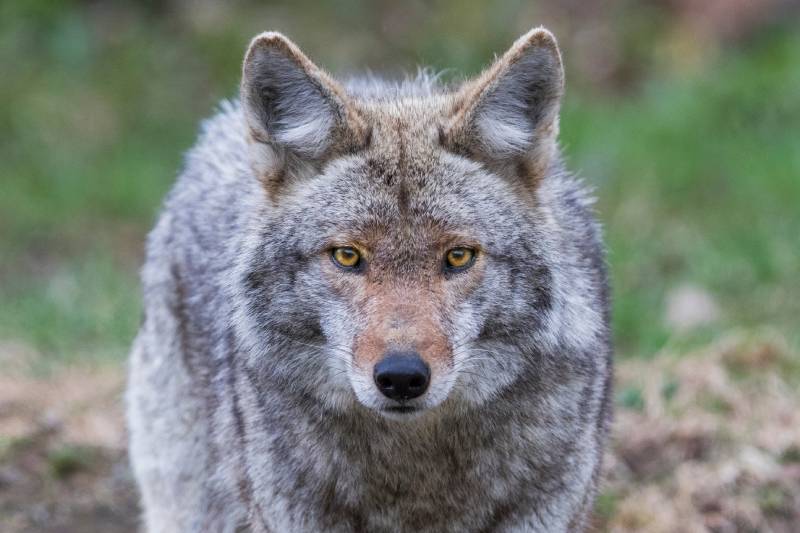 Will Coyotes Eat Dog Food? How to Keep Them Away from It