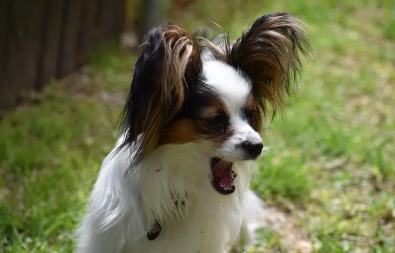 How Much Do Papillons Bark? 5 Vet-Verified Ways to Control It