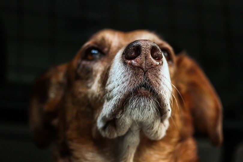 Can a Dog's Nose Get Sunburned? Vet Approved Facts & FAQ