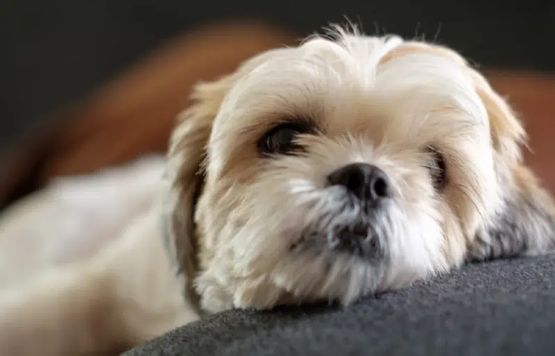 Is a Shih Tzu Hypoallergenic? Everything You Want to Know