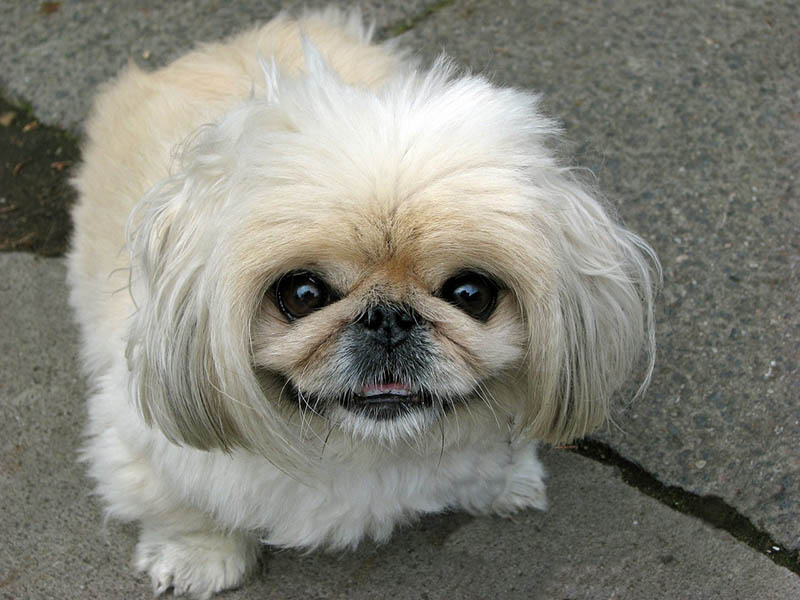 287 Popular & Unique Pekingese Dog Names