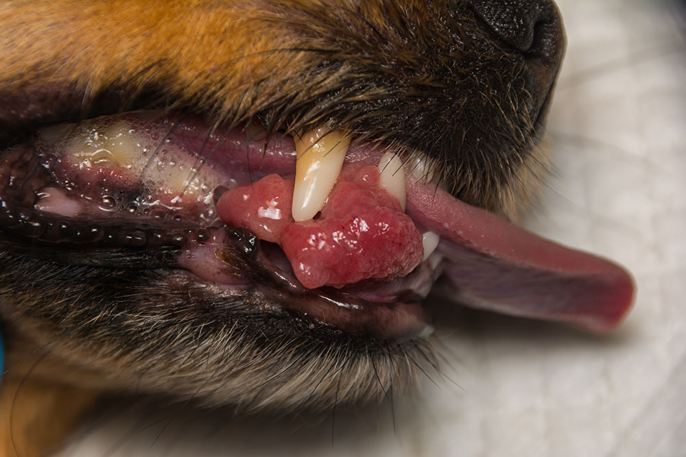 close-up photo of a dog with epulis