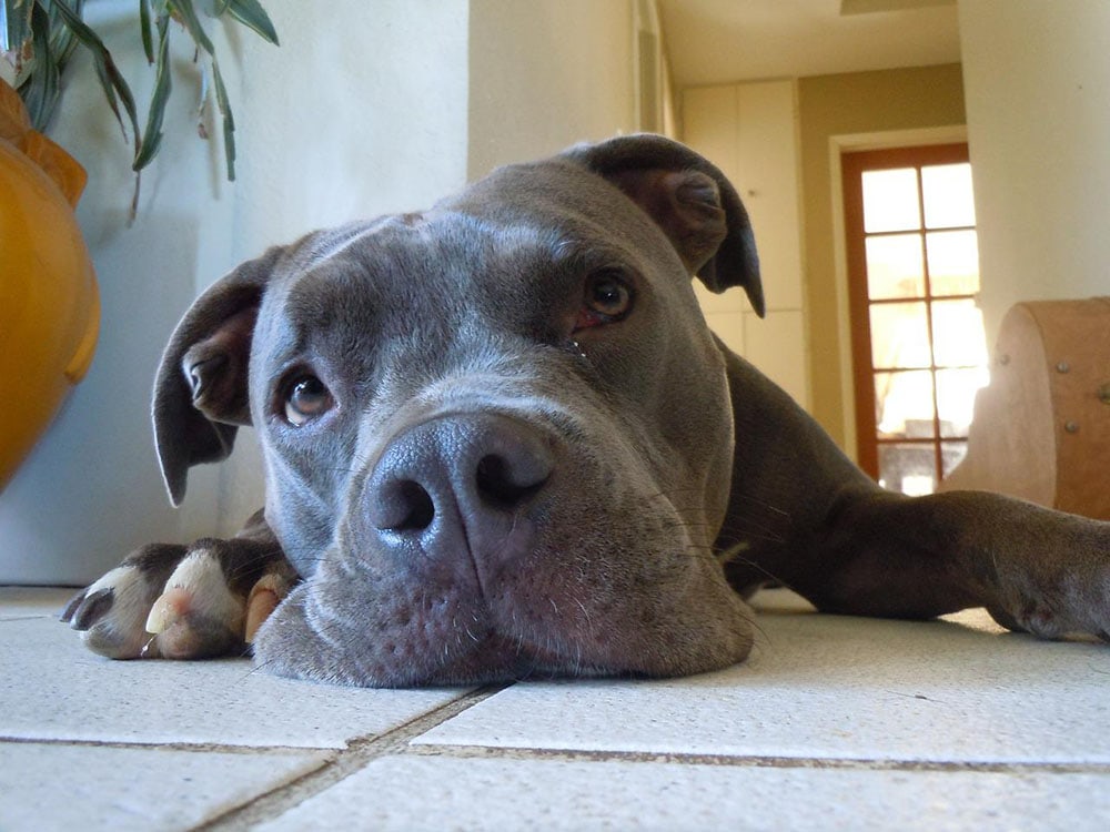 16 Signs Your Dog Has an Upset Stomach: Vet-Approved Health Facts