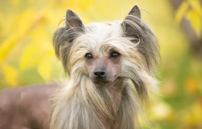 21 Chinese Crested Dog Mixes: Pictures & Facts