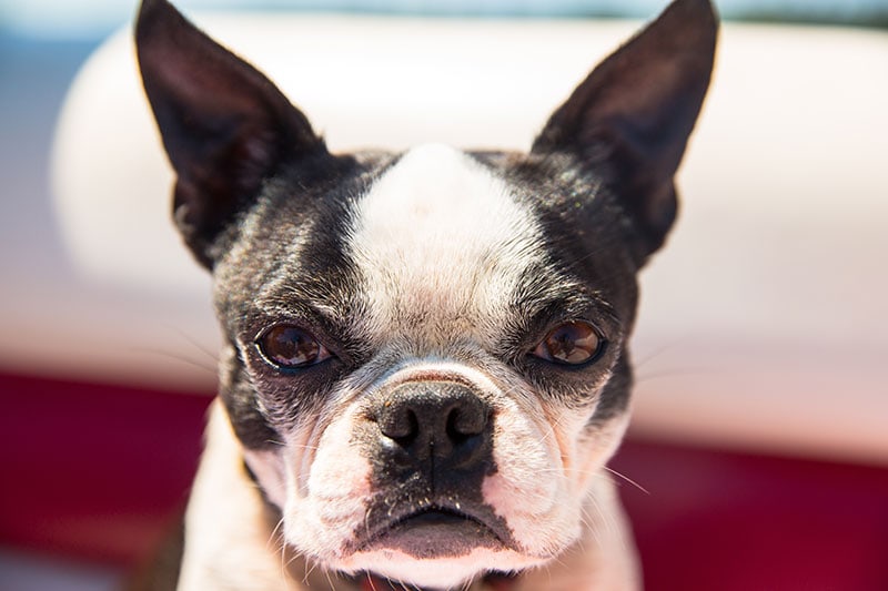How Aggressive Are Boston Terriers? Vet-Verified Reasons, Tips & FAQ