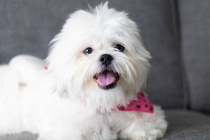 White Shih Tzu: Info, Pictures, Origin & History