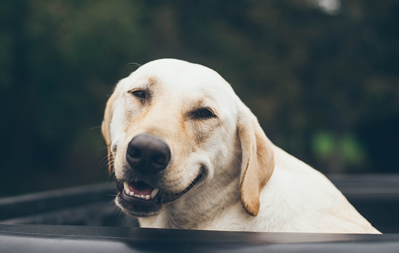 84 Hilarious Dog Jokes for Kids: Wholesome Fun for the Entire Family