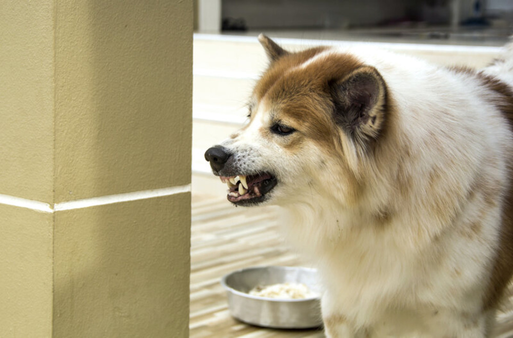 Close up of angry growling dog