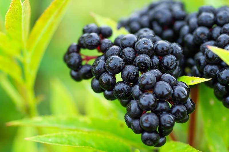 What Berries Can Dogs Eat? Vet-Verified Nutrition Facts & FAQ
