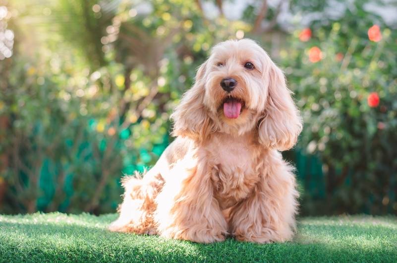 Do Cockapoos Bark More Than Other Breeds? Facts & Tips to Stop It