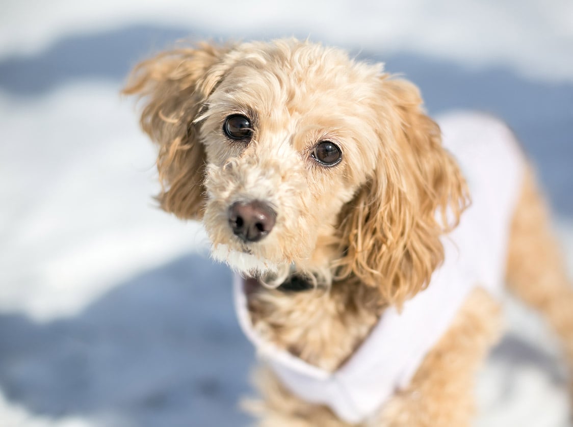 13 Cocker Spaniel Mixes (With Pictures)
