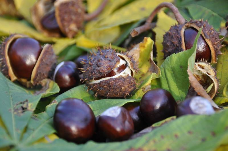 Are Conkers Poisonous to Dogs? Vet-Verified Facts & FAQ