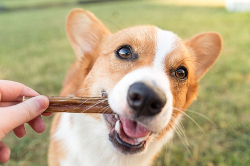 5 Best Long-Lasting Dog Chews in 2026: Reviews & Top Picks