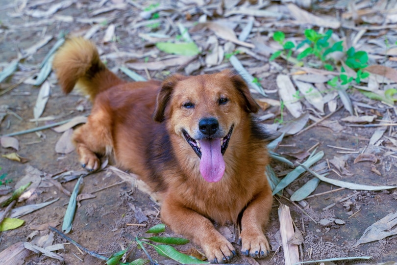 Corgi Golden Retriever Mix Breed: Info, Pictures, Temperament & More