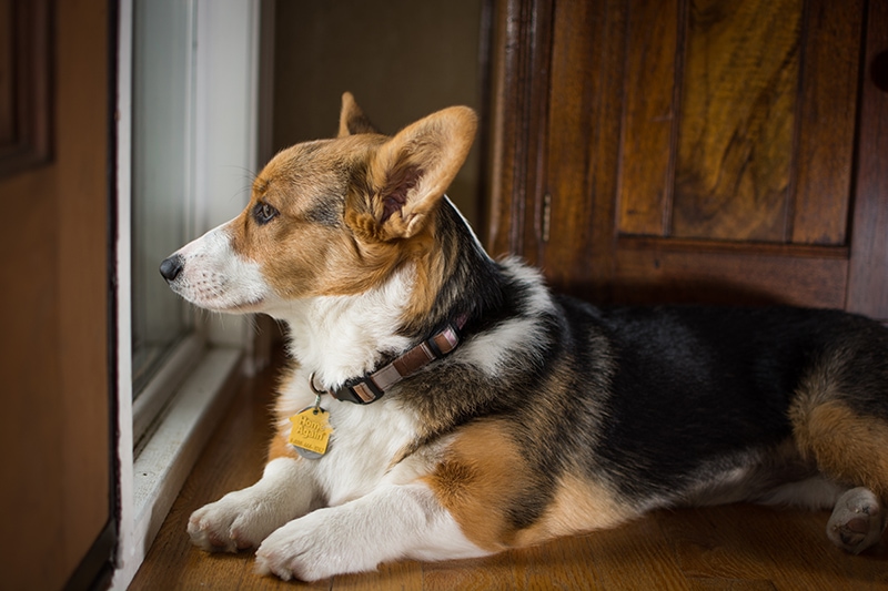 Is a Corgi a Good Apartment Dog? Breed Facts & FAQ