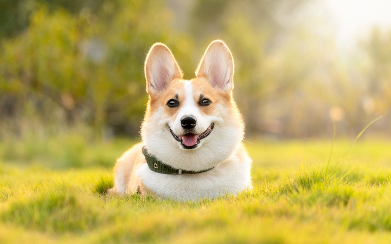 Is a Corgi High Maintenance? Facts & FAQ