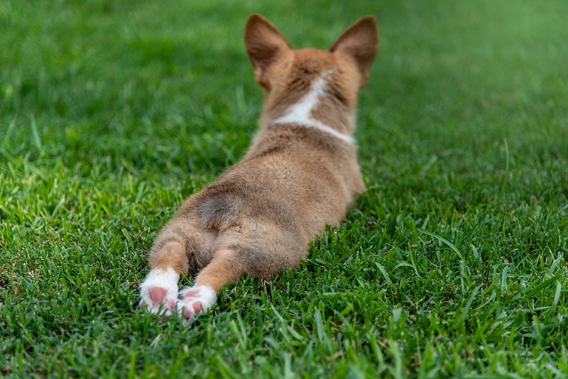 Why Does My Corgi Sploot So Much? Vet-Verified Facts & FAQ