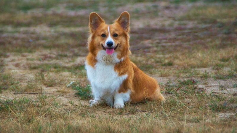 Why Do Corgis Have Short Legs? Breed Anatomy & Facts
