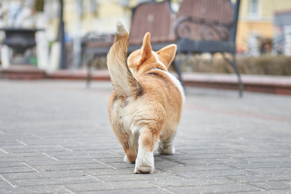 What Does It Mean When a Dog Wags Its Tail? Vet-Reviewed Explanation