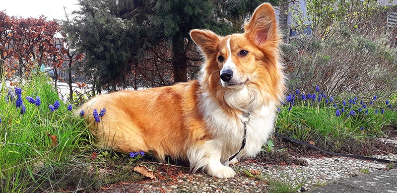 Why Does a Corgi Have Short Legs? Genetics & Breeding