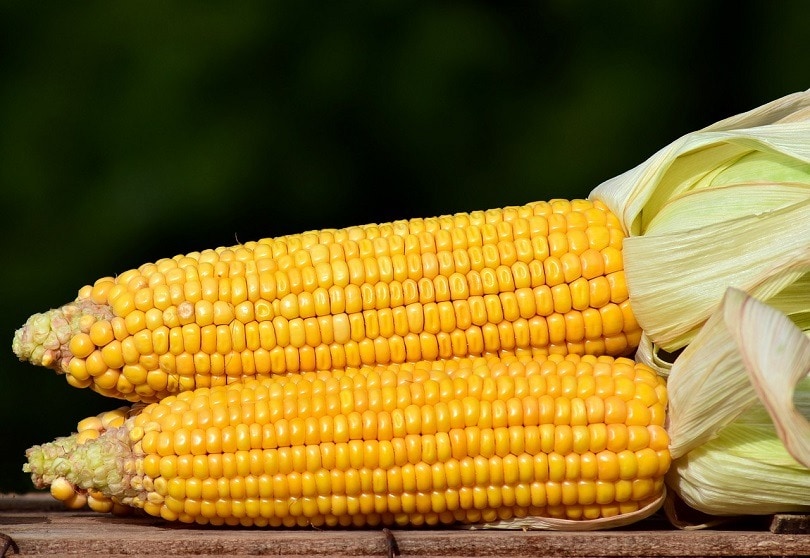 How Long Will a Corn Cob Stay in My Dog’s Stomach? Vet-Approved Facts