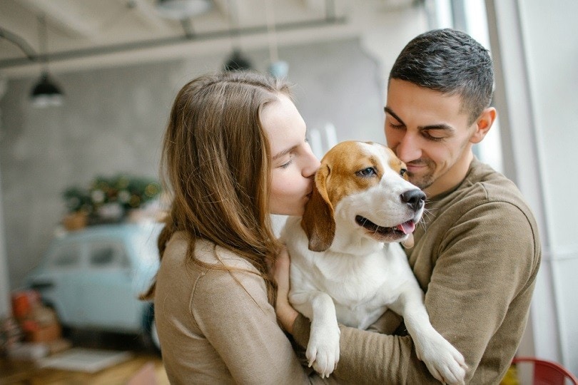8 Reasons Why Beagles Are the Best Dogs