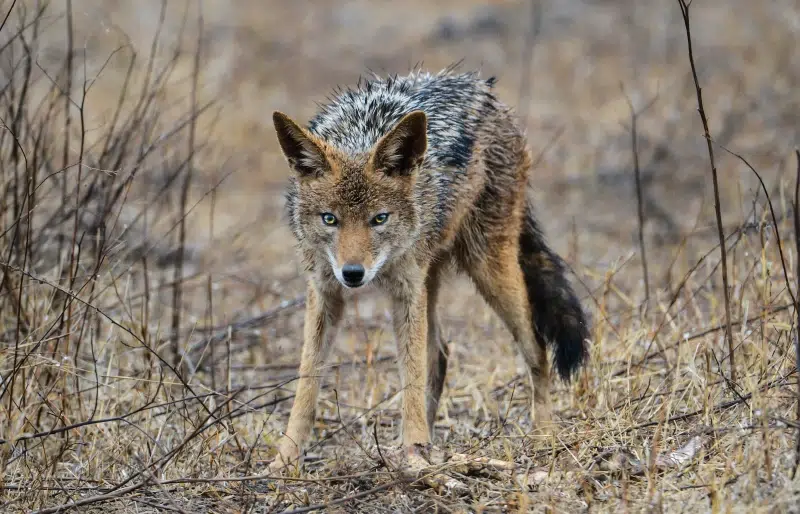 Will Coyotes Attack Dogs? 8 Vet-Approved Ways to Protect Your Pup