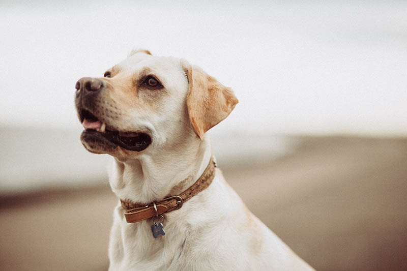 12 Vet-Verified Dog Brain Facts You'll Be Surprised to Learn