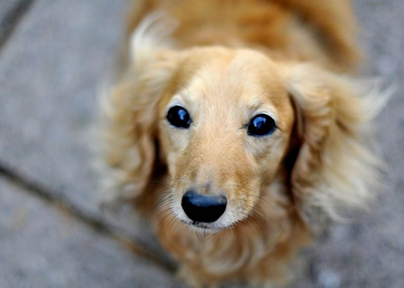 Cream Long-Haired Dachshund: Info, Pictures, Origin & History