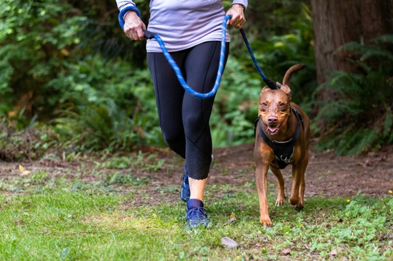 How to Run With Your Dog: Step-by Step Guide