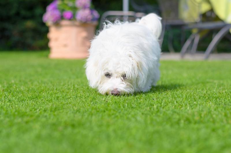 How Much Do Havanese Dogs Smell? Vet-Reviewed Health & Safety Tips
