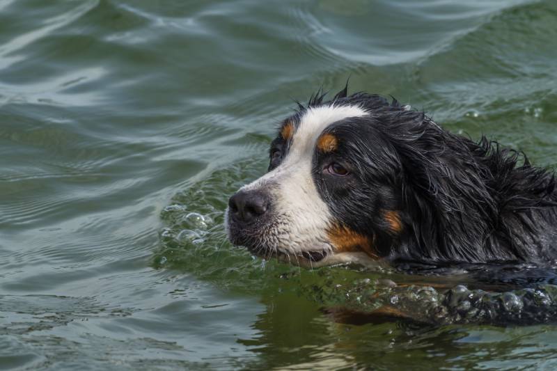 Can Bernese Mountain Dogs Swim? Vet-Verified Facts & Tips