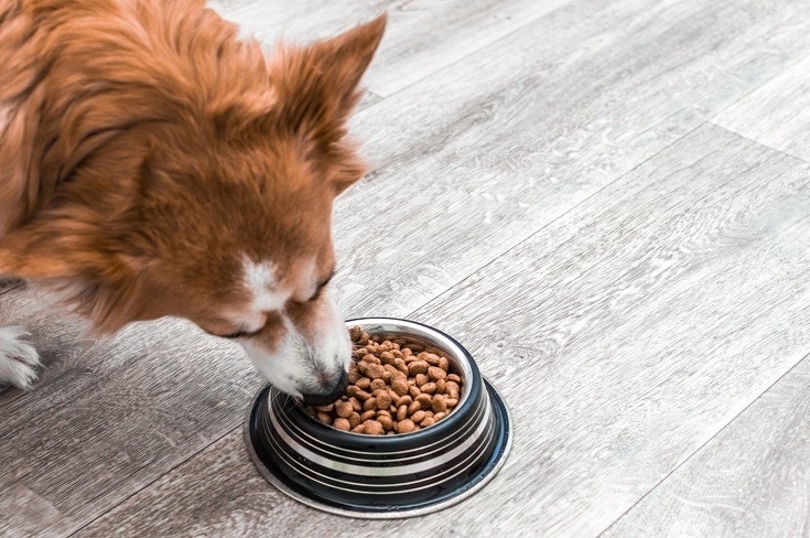 10 Best Dog Food Toppers in 2026: Reviews & Top Picks