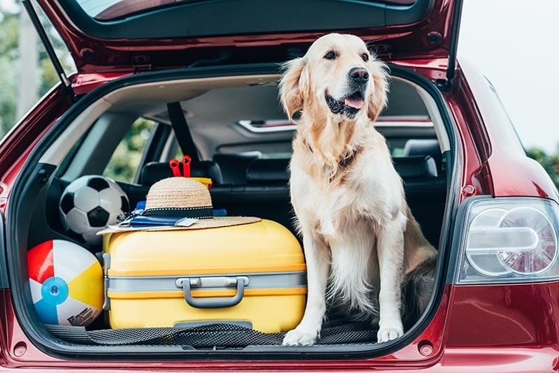 15 Tips for Making Your Dog's First Vacation a Success