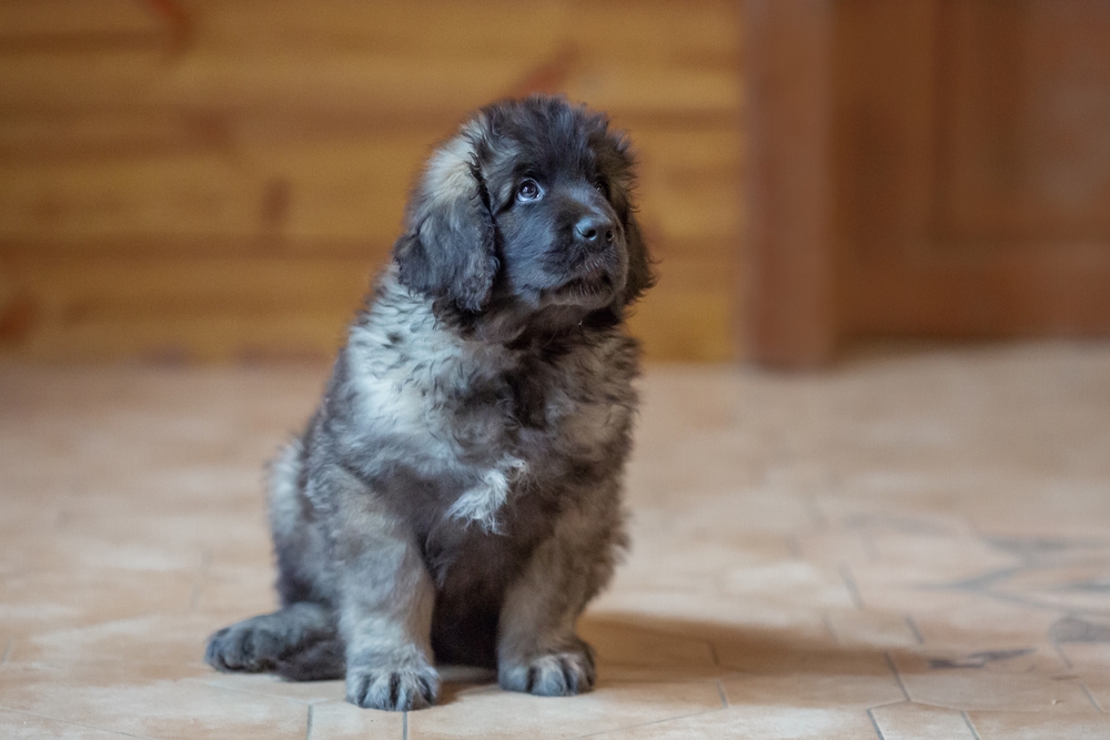 cute little leonberger puppy
