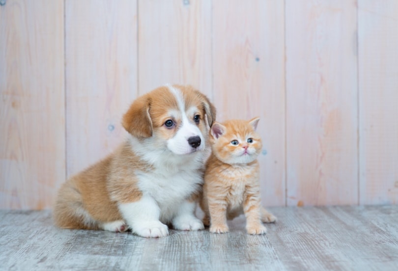 How to Introduce a Puppy to Cats: 7 Vet-Verified Tips