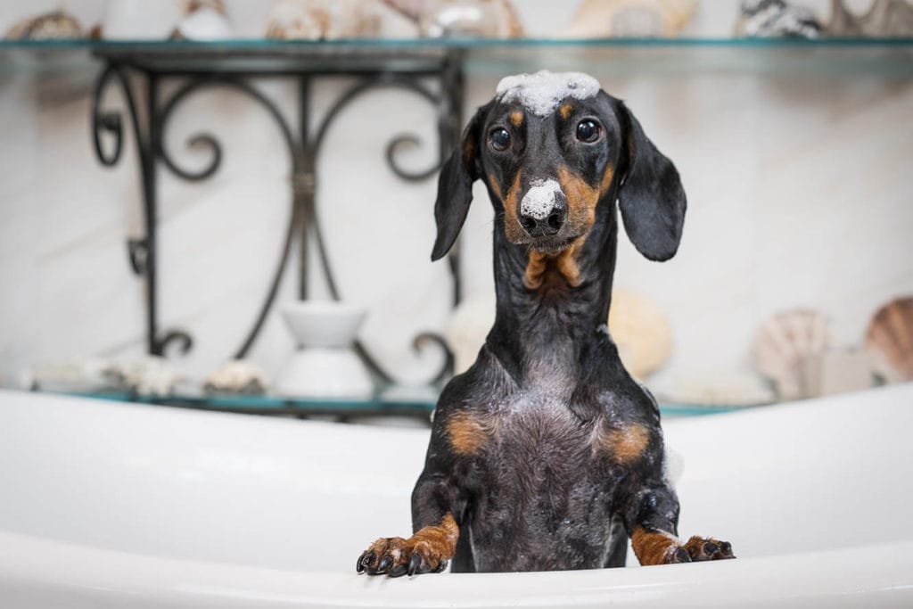7 Best Flea Shampoos for Dogs in 2026 - Reviews & Top Picks