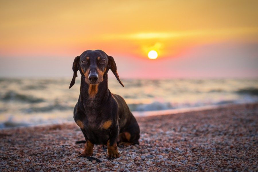 Are Dachshunds Hypoallergenic? Facts & FAQ
