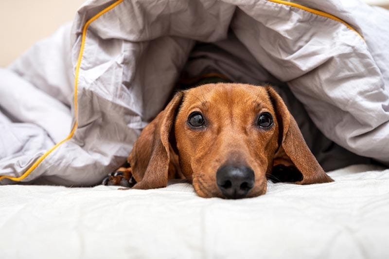 5 Vet-Verified Reasons Why Dachshunds Burrow Under Blankets & When To Worry