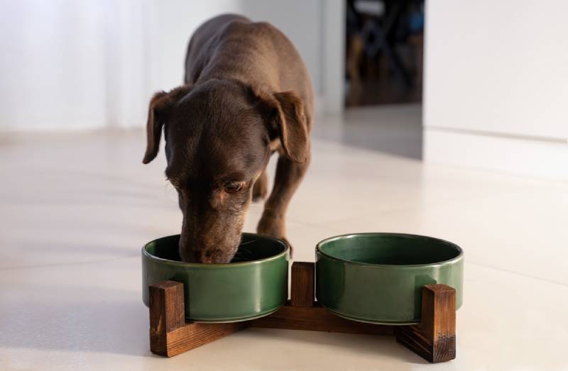 What Can Be Mixed With Dry Dog Food? 25 Vet-Approved Suggestions