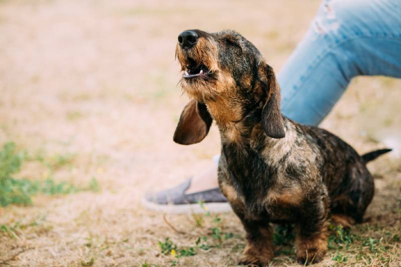 Do Dachshunds Howl a Lot? What to Know