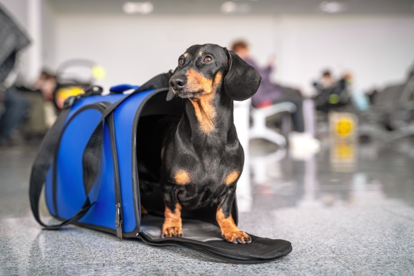 How Stressful Is Flying for Dogs? Vet-Reviewed Facts & Safety Tips