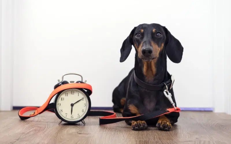 Do Dogs Have a Sense of Time? Vet-Verified Facts & FAQ