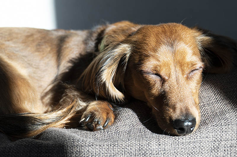 5 DIY Raised Dog Beds You Can Make Today (With Pictures)